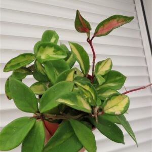Hoya carnosa tricolor