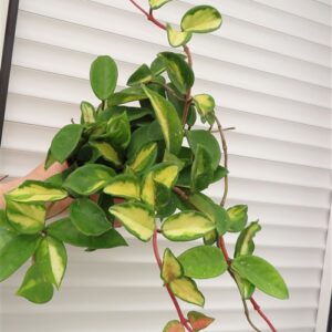 Hoya carnosa tricolor
