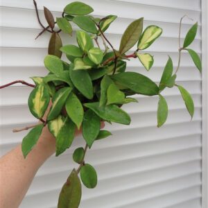 Hoya carnosa tricolor