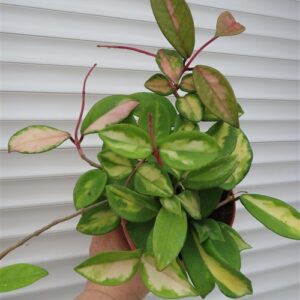 Hoya carnosa tricolor