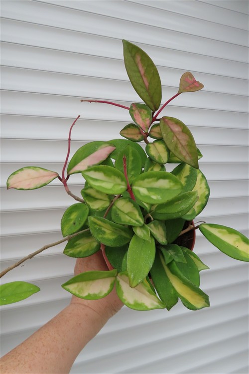 Hoya carnosa tricolor