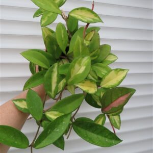 Hoya carnosa tricolor