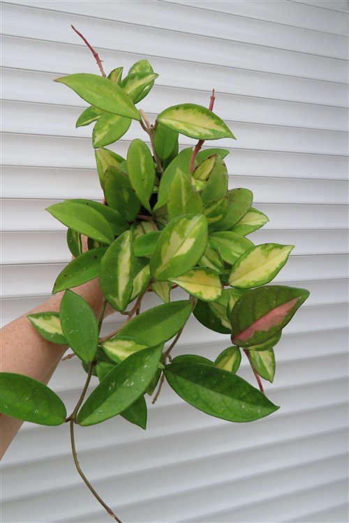 Hoya carnosa tricolor