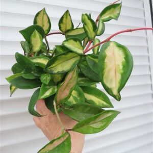Hoya carnosa tricolor