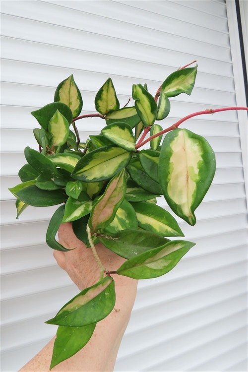 Hoya carnosa tricolor