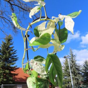 Epipremnum pinnatum marble queen