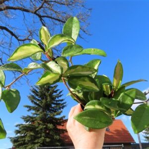 Hoya carnosa tricolor