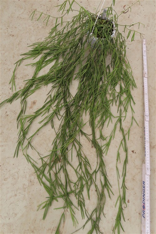 Hoya linearis