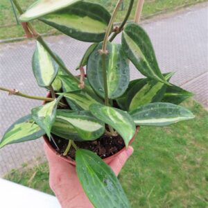 Hoya macrophylla pot of gold