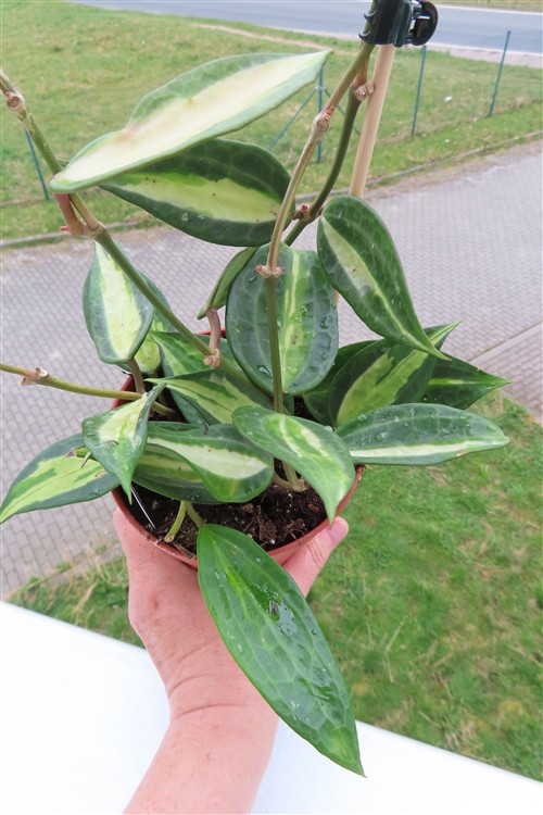 Hoya macrophylla pot of gold