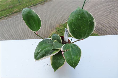 Hoya latifolia albo Round Leaf