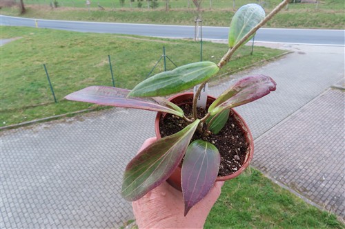 Hoya soligamiana