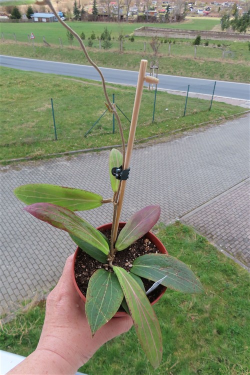 Hoya soligamiana