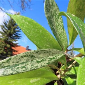 Hoya pubicalix splash Silver Spot