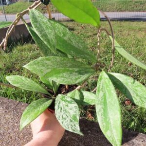 Hoya pubicalix splash Silver Spot