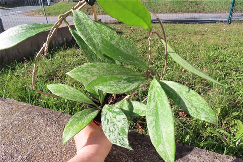 Hoya pubicalix splash Silver Spot