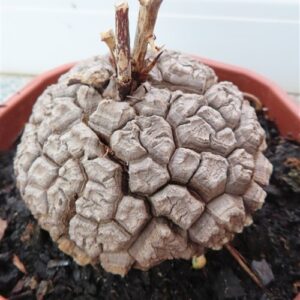 Dioscorea elephantipes