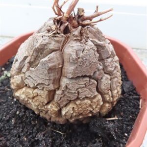 Dioscorea elephantipes