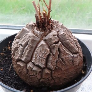 Dioscorea elephantipes