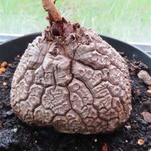 Dioscorea elephantipes