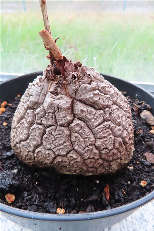 Dioscorea elephantipes