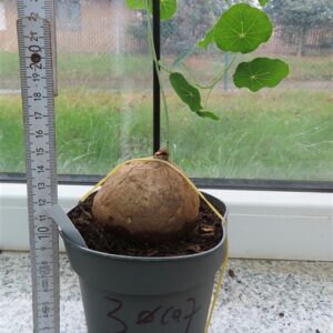 Stephania erecta Campana