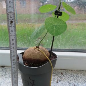 Stephania erecta Campana