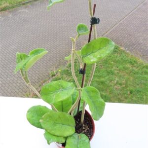 Hoya villosa Vietnam