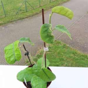 Hoya villosa Vietnam