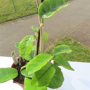 Hoya villosa Vietnam