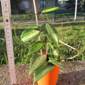 Hoya macrophylla f. variegata