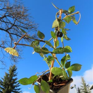 Hoya krohniana Black Leaves