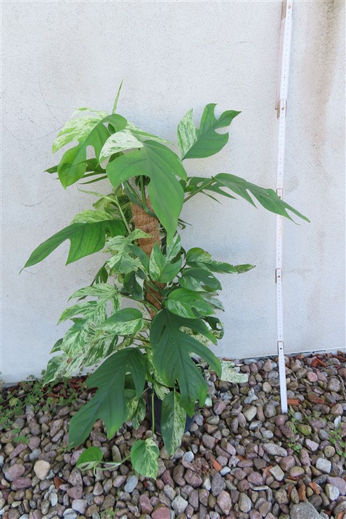 Epipremnum pinnatum marble variegata – Bild 4