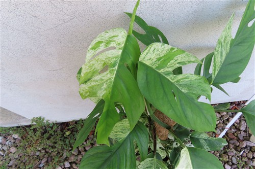 Epipremnum pinnatum marble variegata – Bild 3