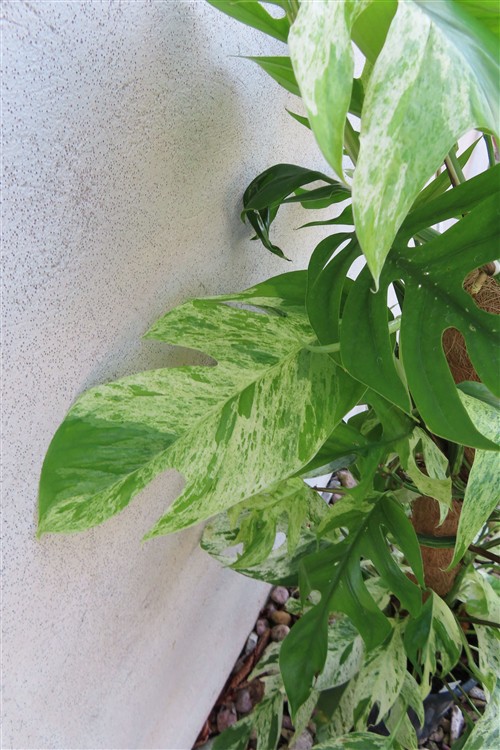 Epipremnum pinnatum marble variegata – Bild 2
