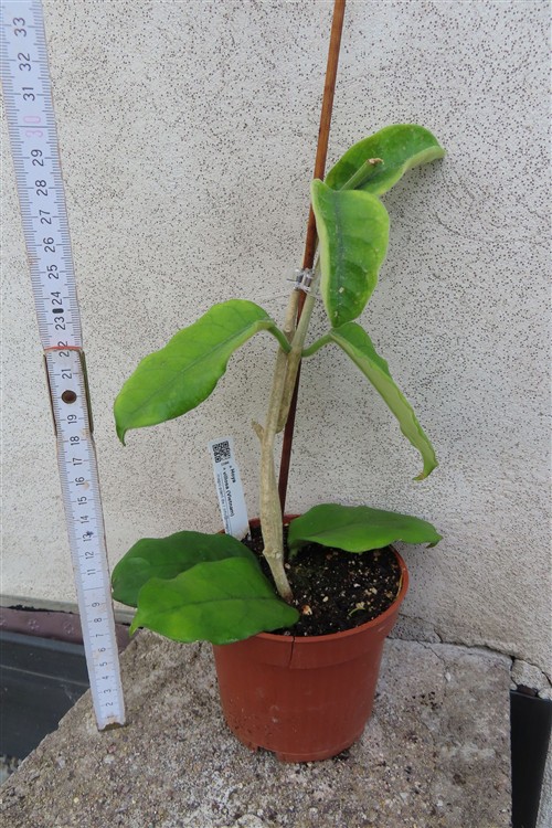 Hoya villosa Vietnam – Bild 2