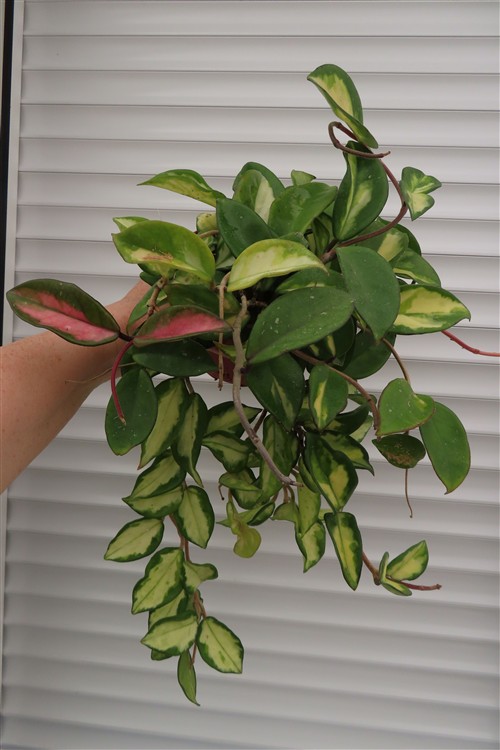 Hoya carnosa tricolor – Bild 2