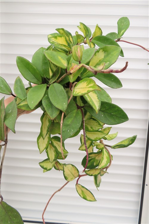 Hoya carnosa tricolor – Bild 2