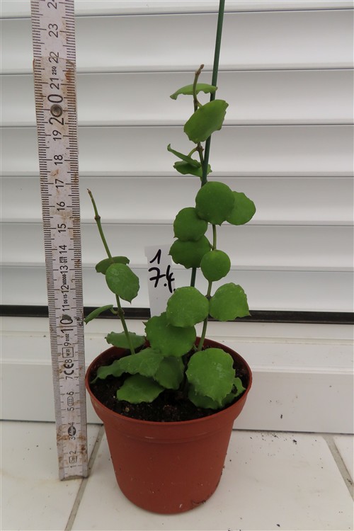 Hoya endauensis – Bild 2