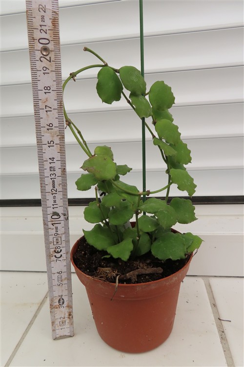 Hoya endauensis – Bild 3