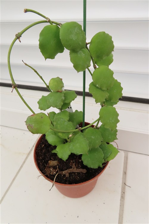Hoya endauensis – Bild 2