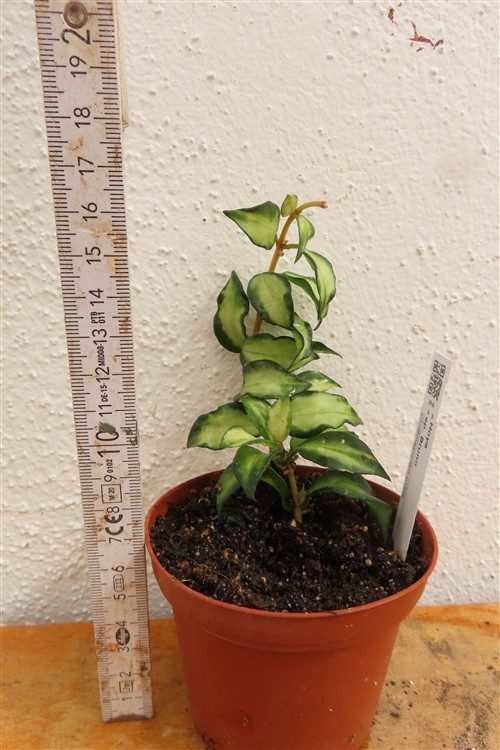 Hoya sp. Bruno – Bild 2