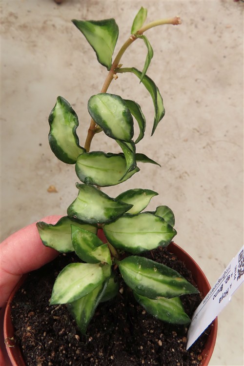 Hoya sp. Bruno – Bild 3
