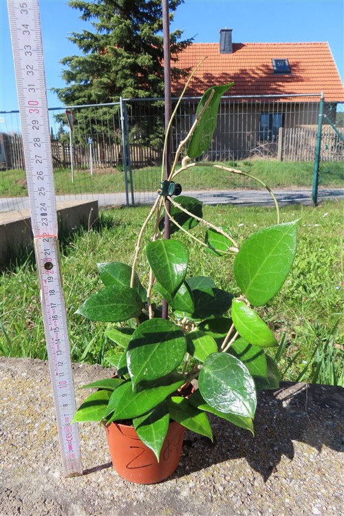 Hoya allg. – Bild 2