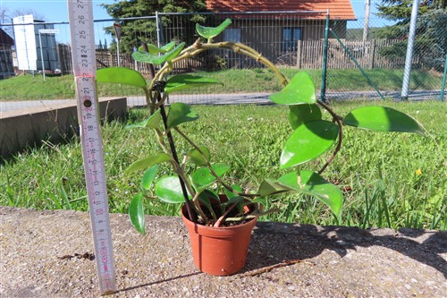 Hoya allg. – Bild 2