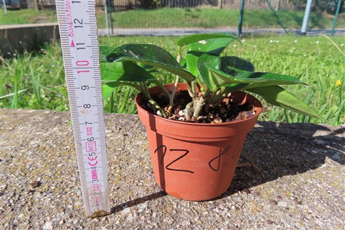 Hoya allg. – Bild 2