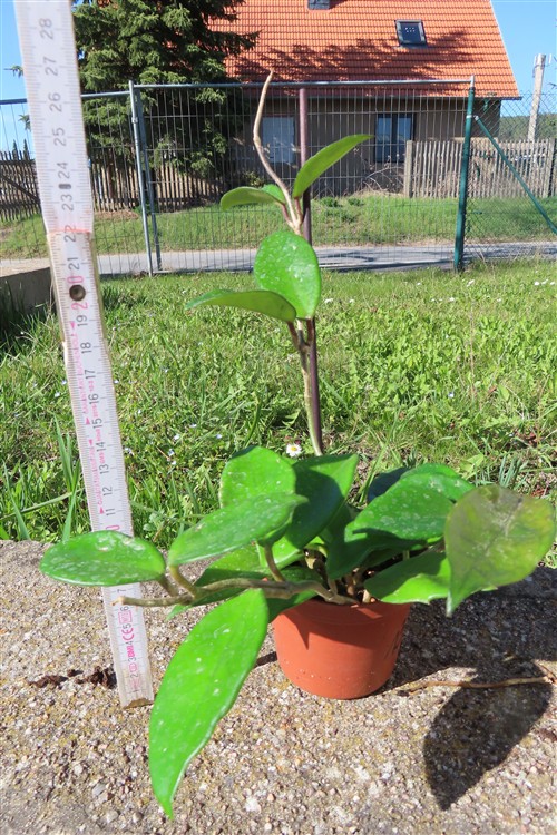 Hoya allg. – Bild 2