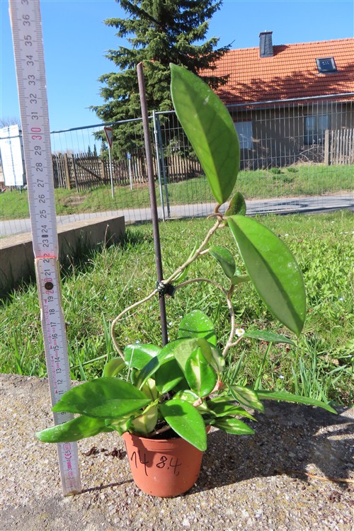Hoya allg. – Bild 2