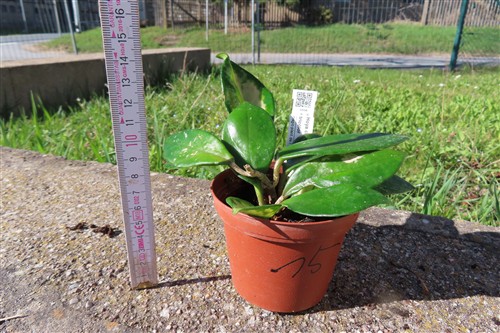 Hoya allg. – Bild 2