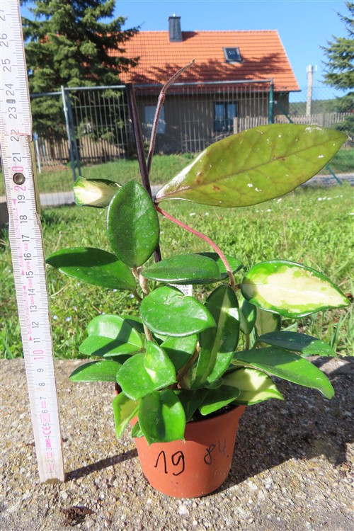 Hoya allg. – Bild 2